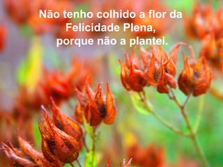 Não tenho colhido a flor da Felicidade Plena, porque não a plantei. 