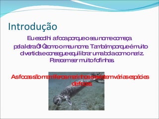 Introdução Eu escolhi a foca porque o seu nome começa  pela letra “f “como o meu nome. Também porque é muito divertida e consegue equilibrar uma bola com o nariz. Parecem ser muito fofinhas. As focas são mamíferos marinhos e existem várias espécies de focas. 