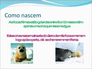 Como nascem As focas fêmea estão grávidas entre 8 a 12 meses e têm apenas uma cria que nasce na água. Estas crias nascem através do útero da mãe foca e mamam logo após o parto, daí se chamarem mamíferos. 