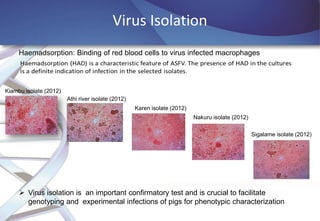 African Swine Fever (ASF) virus genomics and diagnostics