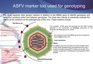 African Swine Fever (ASF) virus genomics and diagnostics