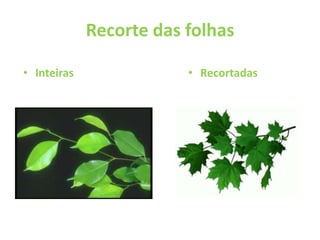 Recorte das folhas Inteiras