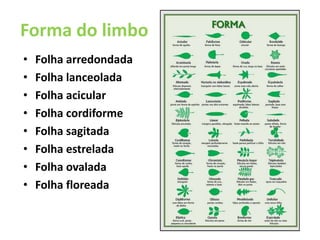 Caducas Forma do limbo Folha arredondada  