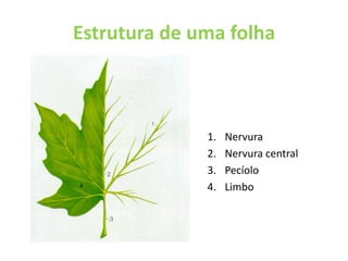 Estrutura de uma folha NervuraNervura centralPecíoloLimbo