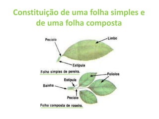 Constituição de uma folha simples e de uma folha composta