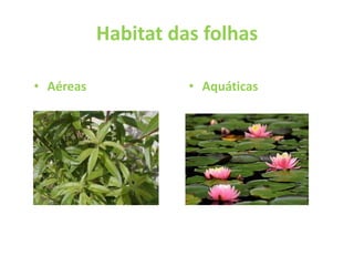 Habitat das folhas Aéreas