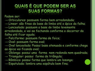 Quais é que podem ser as suas formas?Podem ser:-> Orbiculares: possuem forma bem arredondada;-> Linear: são finas da base do limbo até o ápice da folha;-> Lanceolada: possuem a base do limbo levemente arredondada, e vai-se fechando conforme o decorrer da folha até ficar agudo;-> Falciforme: possuem forma de foice;-> Oval: possuem forma oval;-> Oval lanceolada: Possui base atenuada e conforme chega ao ápice vai ficando oval;-> Oblonga: possui uma  forma  nem redonda nem quadrada;-> Triangular: possui  forma de triângulo;-> Rômbica: possui forma que lembra um losango;-> Espatulada: lembra uma espátula bem fina;