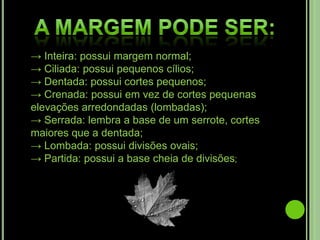 A margem pode ser:-> Inteira: possui margem normal;-> Ciliada: possui pequenos cílios;-> Dentada: possui cortes pequenos;-> Crenada: possui em vez de cortes pequenas elevações arredondadas (lombadas);-> Serrada: lembra a base de um serrote, cortes maiores que a dentada;-> Lombada: possui divisões ovais;-> Partida: possui a base cheia de divisões;