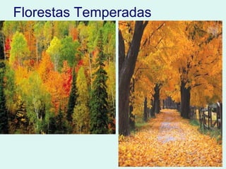 Florestas Temperadas
 