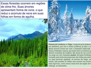 Essas florestas ocorrem em regiões
de clima frio. Suas árvores
apresentam forma de cone, o que
reduz o acúmulo de neve em suas
folhas em forma de agulha.
 