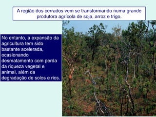 A região dos cerrados vem se transformando numa grande
produtora agrícola de soja, arroz e trigo.
No entanto, a expansão da
agricultura tem sido
bastante acelerada,
ocasionando
desmatamento com perda
da riqueza vegetal e
animal, além da
degradação de solos e rios.
 