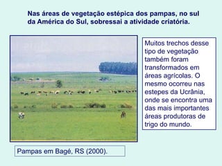 Muitos trechos desse
tipo de vegetação
também foram
transformados em
áreas agrícolas. O
mesmo ocorreu nas
estepes da Ucrânia,
onde se encontra uma
das mais importantes
áreas produtoras de
trigo do mundo.
Pampas em Bagé, RS (2000).
Nas áreas de vegetação estépica dos pampas, no sul
da América do Sul, sobressai a atividade criatória.
 