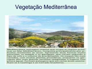 Vegetação Mediterrânea
 