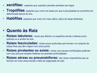 - xerófilas: espécies que suportam grandes períodos sem água
- Tropófilas: espécies que vivem em áreas em que a pluviosidade se concentra em
determinada época do ano.
- Halófilas: espécies que vivem em meio salino, típico de áreas litorâneas.
• Quanto às Raiz
- Raízes tabulares: raízes que afloram na superfície devido a fatores como
pobreza ou a acidez do solo.
- Raízes fasciculadas: raízes pouco profundas que formam um conjunto de
raízes finas que têm origem num único ponto.
- Raízes pivotantes ou axiais: raízes com poucas ramificações podendo
com isso procurar lenções freáticos em grandes profundidades
- Raízes aéreas ou pneumatóforas: são raízes respiratórias que se
formam em meio áreas devido a falta de oxigenação do solo
 