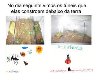 No dia seguinte vimos os túneis que
 elas constroem debaixo da terra
 