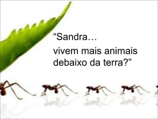 “Sandra…
vivem mais animais
debaixo da terra?”
 