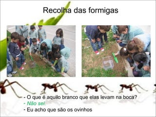 Recolha das formigas




- O que é aquilo branco que elas levam na boca?
- Não sei.
- Eu acho que são os ovinhos
 