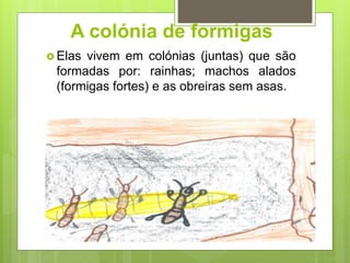 A colónia de formigas
 Elas vivem em colónias (juntas) que são
formadas por: rainhas; machos alados
(formigas fortes) e as obreiras sem asas.
 
