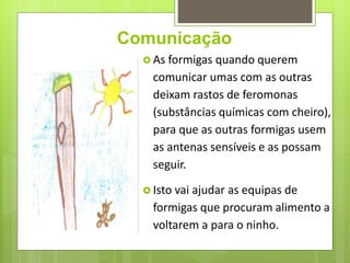 Comunicação
 As formigas quando querem
comunicar umas com as outras
deixam rastos de feromonas
(substâncias químicas com cheiro),
para que as outras formigas usem
as antenas sensíveis e as possam
seguir.
 Isto vai ajudar as equipas de
formigas que procuram alimento a
voltarem a para o ninho.
 