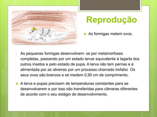 Reprodução
o As pequenas formigas desenvolvem- se por metamorfoses
completas, passando por um estado larvar equivalente à lagarta dos
outros insetos e pelo estado de pupa. A larva não tem pernas e é
alimentada por as obreiras por um processo chamado trofalixi Os
seus ovos são brancos e só medem 0,50 cm de comprimento.
 A larva e pupas precisam de temperaturas constantes para se
desenvolverem e por isso são transferidas para câmaras diferentes
de acordo com o seu estágio de desenvolvimento.
 As formigas metem ovos.
 