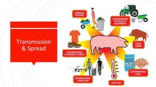 AFRICAN SWINE FEVER (ASF) PREVENTION AND CONTROL.pptx