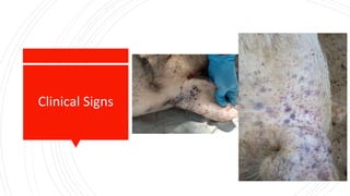 AFRICAN SWINE FEVER (ASF) PREVENTION AND CONTROL.pptx