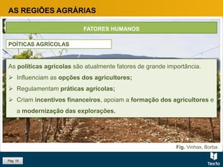 Pág. 19
As políticas agrícolas são atualmente fatores de grande importância.
 Influenciam as opções dos agricultores;
 Regulamentam práticas agrícolas;
 Criam incentivos financeiros, apoiam a formação dos agricultores e
a modernização das explorações.
FATORES HUMANOS
POÍTICAS AGRÍCOLAS
AS REGIÕES AGRÁRIAS
Fig. Vinhas, Borba.
 