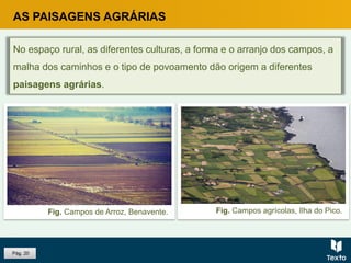 Pág. 20
No espaço rural, as diferentes culturas, a forma e o arranjo dos campos, a
malha dos caminhos e o tipo de povoamento dão origem a diferentes
paisagens agrárias.
AS PAISAGENS AGRÁRIAS
Fig. Campos de Arroz, Benavente. Fig. Campos agrícolas, Ilha do Pico.
 