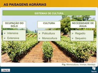 Fig. Monocultura, Vinhas, Alentejo.
Pág. 20
SISTEMAS DE CULTURA
OCUPAÇÃO DO
SOLO
AS PAISAGENS AGRÁRIAS
CULTURA NECESSIDADE DE
ÁGUA
 Intensiva
 Extensiva
 Policultura
 Monocultura
 Regadio
 Sequeiro
 