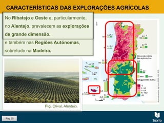 Pág. 25
CARACTERÍSTICAS DAS EXPLORAÇÕES AGRÍCOLAS
As explorações de pequena dimensão
predominam nas regiões agrárias da
Beira Litoral e de Entre Douro e Minho
e também nas Regiões Autónomas,
sobretudo na Madeira.
No Ribatejo e Oeste e, particularmente,
no Alentejo, prevalecem as explorações
de grande dimensão.
Fig. Dimensão média das explorações
agrícolas nas regiões agrárias e sua
variação entre 1999 e 2009.Fig. Socalcos cultivados no topo da falésia,
na ilha da MadeiraFig. Olival, Alentejo.
 