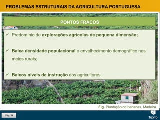 Fig. Plantação de bananas, Madeira.
Pág. 34
PROBLEMAS ESTRUTURAIS DA AGRICULTURA PORTUGUESA
 Predomínio de explorações agrícolas de pequena dimensão;
 Baixa densidade populacional e envelhecimento demográfico nos
meios rurais;
 Baixos níveis de instrução dos agricultores.
PONTOS FRACOS
 