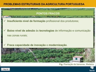Fig. Plantação de bananas, Madeira.
PROBLEMAS ESTRUTURAIS DA AGRICULTURA PORTUGUESA
 Insuficiente nível de formação profissional dos produtores;
 Baixo nível de adesão às tecnologias de informação e comunicação
nas zonas rurais;
 Fraca capacidade de inovação e modernização.
PONTOS FRACOS
Pág. 34
 