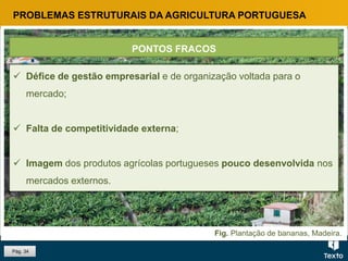 Fig. Plantação de bananas, Madeira.
PROBLEMAS ESTRUTURAIS DA AGRICULTURA PORTUGUESA
 Défice de gestão empresarial e de organização voltada para o
mercado;
 Falta de competitividade externa;
 Imagem dos produtos agrícolas portugueses pouco desenvolvida nos
mercados externos.
PONTOS FRACOS
Pág. 34
 