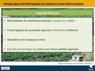 Fig. Plantação de bananas, Madeira.
PROBLEMAS ESTRUTURAIS DA AGRICULTURA PORTUGUESA
 Dificuldades de autofinanciamento e acesso ao crédito;
 Fraca ligação da produção agrícola e florestal à indústria;
 Abandono dos espaços rurais;
 Elevada percentagem de solos com fraca aptidão agrícola.
PONTOS FRACOS
Pág. 34
 