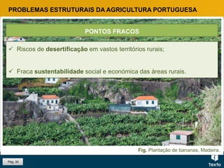 Fig. Plantação de bananas, Madeira.
PROBLEMAS ESTRUTURAIS DA AGRICULTURA PORTUGUESA
 Riscos de desertificação em vastos territórios rurais;
 Fraca sustentabilidade social e económica das áreas rurais.
PONTOS FRACOS
Pág. 34
 