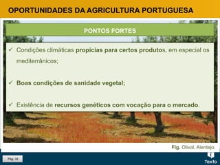 Fig. Olival, Alentejo.
OPORTUNIDADES DA AGRICULTURA PORTUGUESA
 Condições climáticas propícias para certos produtos, em especial os
mediterrânicos;
 Boas condições de sanidade vegetal;
 Existência de recursos genéticos com vocação para o mercado.
PONTOS FORTES
Pág. 34
 