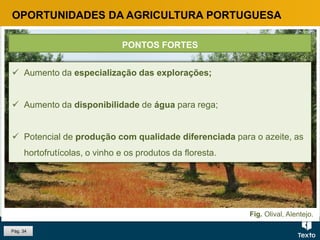 Fig. Olival, Alentejo.
OPORTUNIDADES DA AGRICULTURA PORTUGUESA
 Aumento da especialização das explorações;
 Aumento da disponibilidade de água para rega;
 Potencial de produção com qualidade diferenciada para o azeite, as
hortofrutícolas, o vinho e os produtos da floresta.
PONTOS FORTES
Pág. 34
 