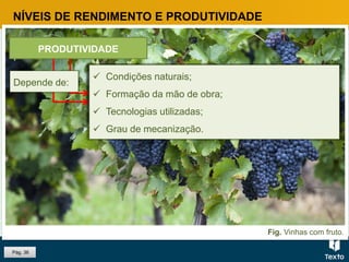 Fig. Vinhas com fruto.
Pág. 36
NÍVEIS DE RENDIMENTO E PRODUTIVIDADE
Relação entre a quantidade produzida e a mão de obra
utilizada, ou entre o valor da produção e a mão de obra
utilizada.
PRODUTIVIDADE
Depende de:
 Condições naturais;
 Formação da mão de obra;
 Tecnologias utilizadas;
 Grau de mecanização.
 