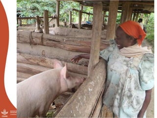 African swine fever prevention and control research in Uganda (2011-2018)