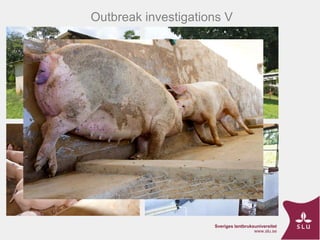 ASF Uganda-project progress update and implications thereof