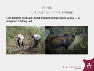 ASF Uganda-project progress update and implications thereof