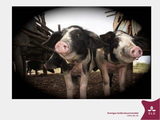 ASF Uganda-project progress update and implications thereof