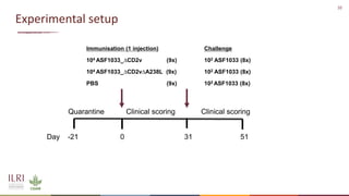 Recent advances in African swine fever vaccine development at the International Livestock Research Institute