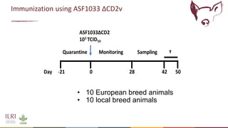 Recent advances in African swine fever vaccine development at the International Livestock Research Institute