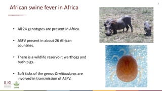 Recent advances in African swine fever vaccine development at the International Livestock Research Institute