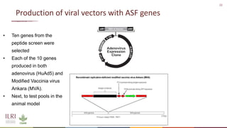 Recent advances in African swine fever vaccine development at the International Livestock Research Institute