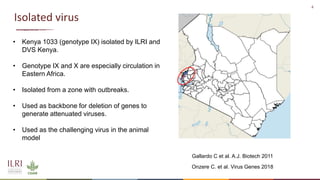 Recent advances in African swine fever vaccine development at the International Livestock Research Institute