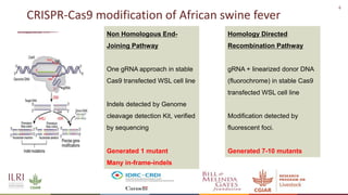 Recent advances in African swine fever vaccine development at the International Livestock Research Institute