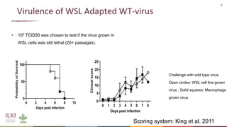 Recent advances in African swine fever vaccine development at the International Livestock Research Institute