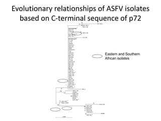 ASFV genome sequencing